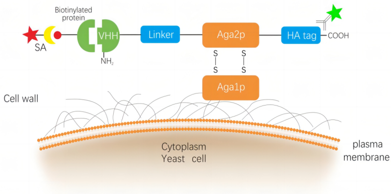 批注 2024-03-28 142028.png 批注 2024-03-28 142028.png